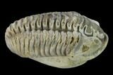 Bargain, Flexicalymene Trilobite - Mt Orab, Ohio #133912-4